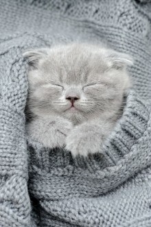 Picture of Gray kitten sleep in gray clouth