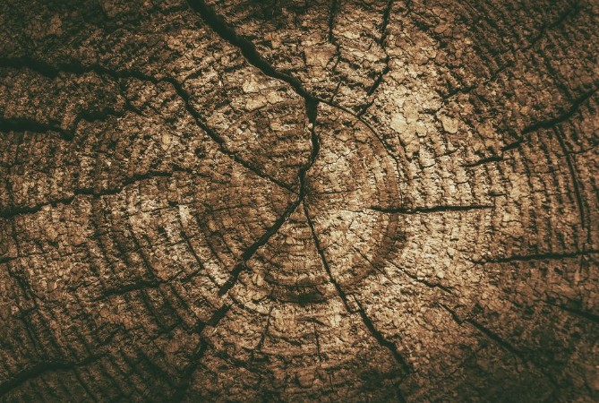 Picture of Tree Profile Background