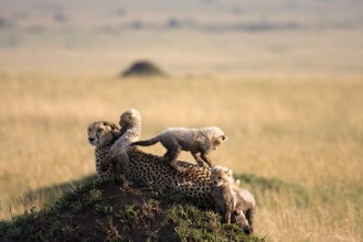 Imagem de Cheetah with 5 cubs