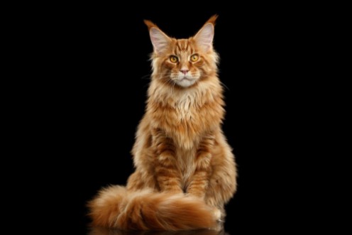 Beautiful Red Maine Coon Cat Sitting with Large Ears and Furry Tail Looking in Camera Isolated on Black Background Front view photowallpaper Scandiwall