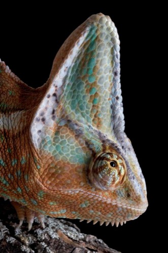 Image de Chameleon on log