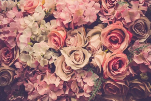Picture of Pink Roses