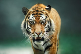 Снимка на Wild animal Tiger portrait