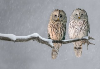 Picture of Pair of Ural owls sitting on branch Strix uralensis