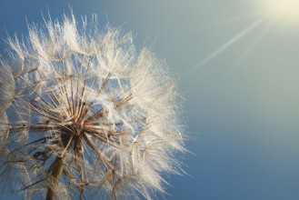 Bild von Big dandelion on a blue background
