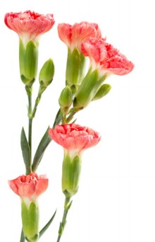 Image de Pink carnations on a white background
