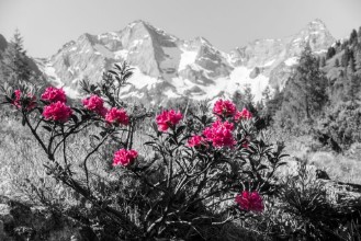 Ritratt ta’ Alp Rose Mountains