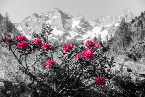 Picture of Alp Rose Mountains