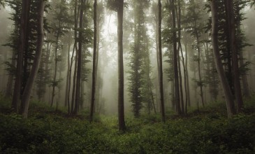 Bild von Green woods in summer