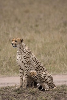 Obrázok z Wet cheetah
