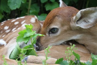 Image de Fawn close-up