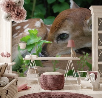 Afbeeldingen van Fawn close-up