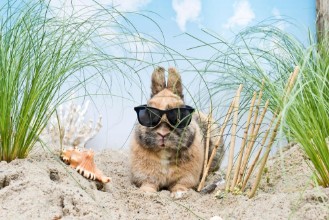 Poza cu Chilling on the Beach