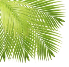 Obrázek Breezy Palm Leaf