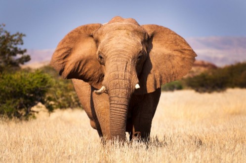 Picture of Elephant in the savannah in Namibia Africa concept for traveling in Africa and Safari