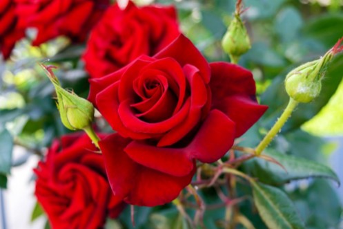 Picture of Large bush of red roses on a background of nature