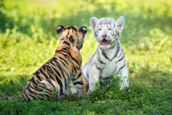Kép Two adorable tiger cubs sitting together outdoors