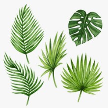 Afbeeldingen van Watercolour Tropical Leaves II