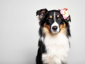 Immagine di Lustiger Hund mit Blume