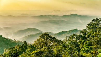 Picture of Regenwald in Malaysia