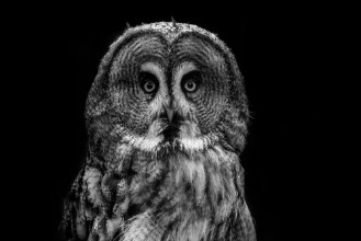 Slika Great grey owl