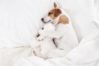 Slika Sleeping dog at bed