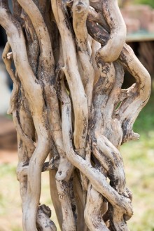 Afbeeldingen van Twisted branches