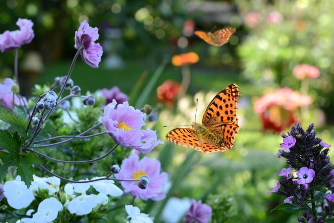 Afbeeldingen van Blumen 731