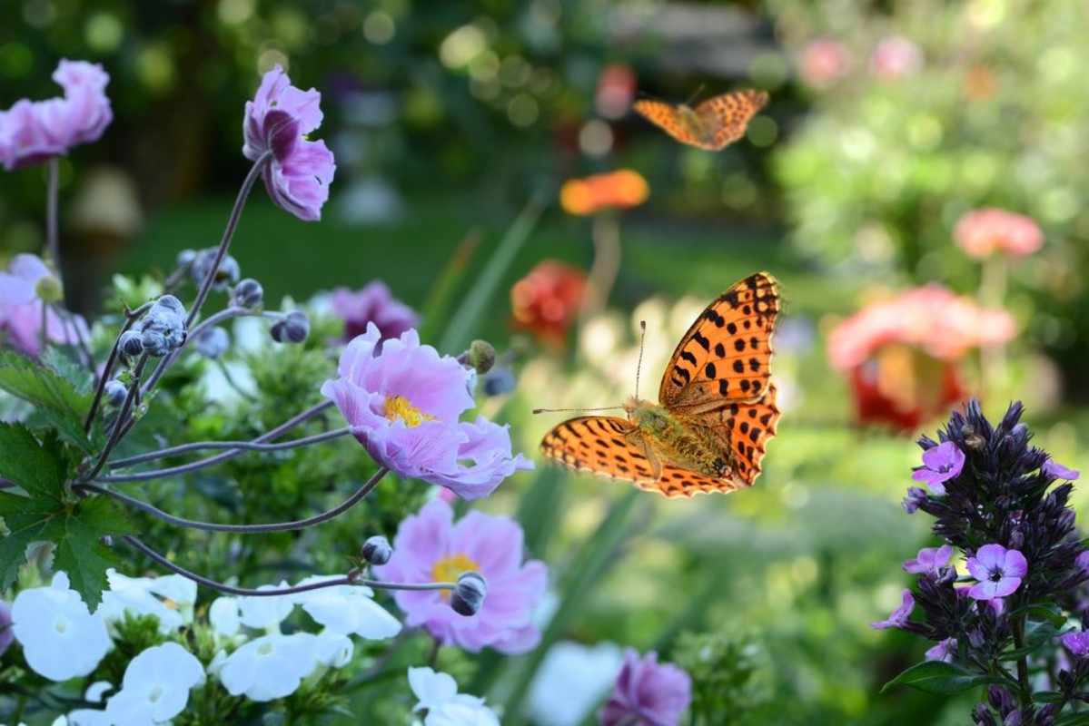 Afbeeldingen van Blumen 731