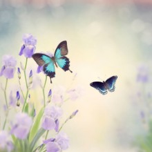 Slika Flowers and Butterflies