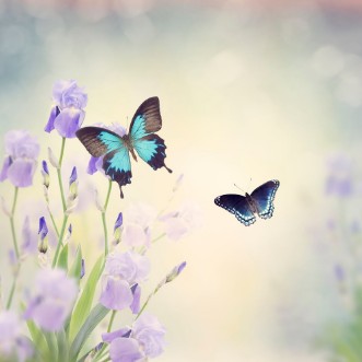 Picture of Flowers and Butterflies