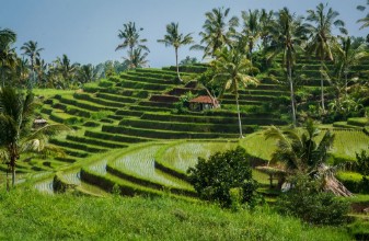 Slika Rizires de Bali