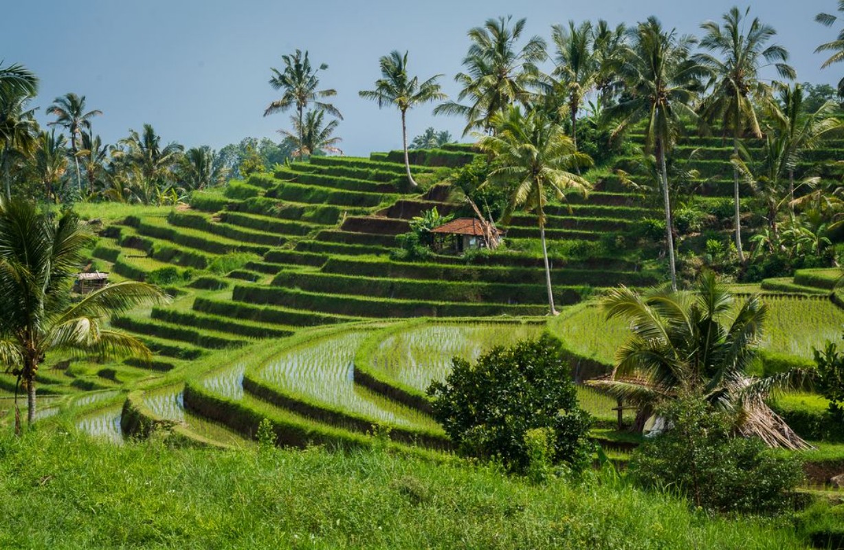 Obrazek Rizires de Bali