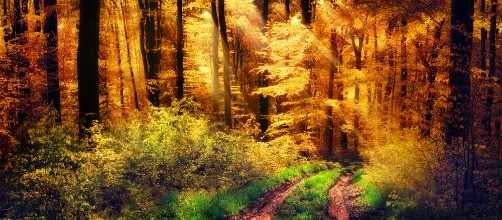 Image de Seasonal Transition