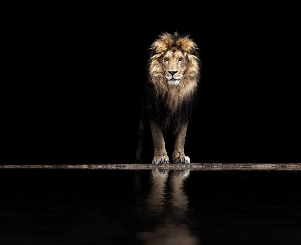 Picture of Portrait of a Beautiful lion lion at the waterhole