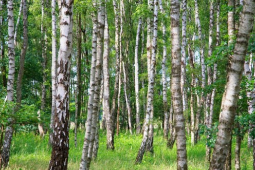 Picture of Birkenwald