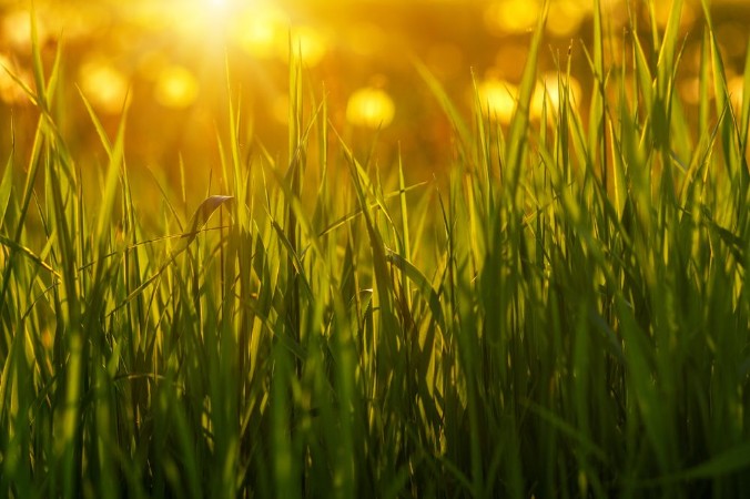 Picture of Green grass background
