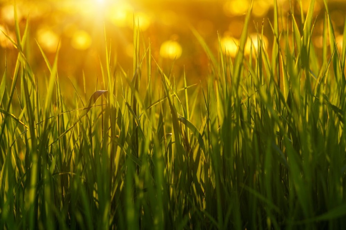 Picture of Green grass background