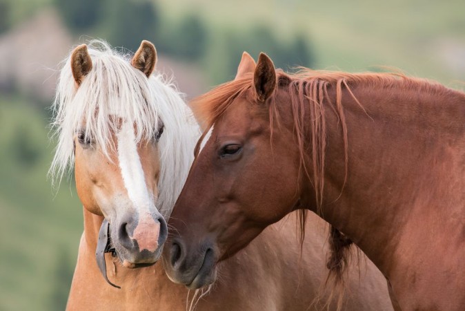 Kép Horses couple portrait South Tyrol Italy