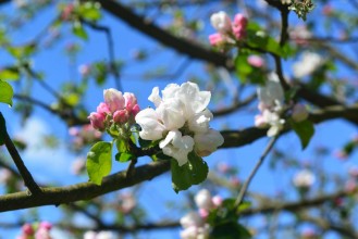 Bild von Bltenzweig009
