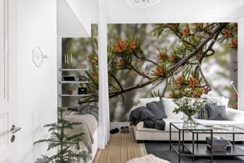 Afbeeldingen van Wide View of Tiny Pine Cone Buds