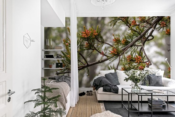 Picture of Wide View of Tiny Pine Cone Buds