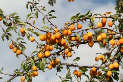 Picture of Mirabellen  Pflaumen