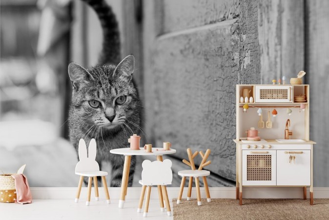 Picture of Äventyrslysten katt