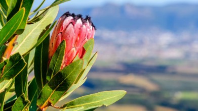 Pilt Red Mountain Protea