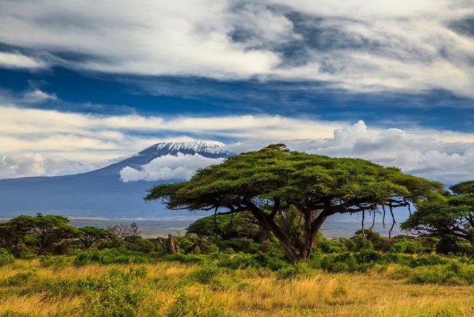 Beautiful African landscape on the background of Kilimanjaro Ke photowallpaper Scandiwall