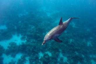 Immagine di Dolphin and Coral