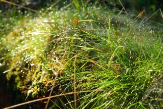 Poza cu Fresh grass with dew drops