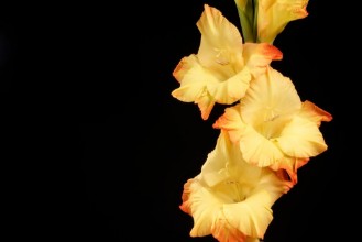 Bild von Flowers  Giadiola