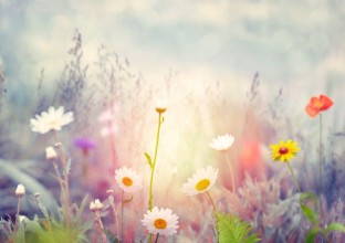 Bild vun Field with wild flowers